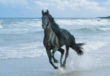 “The Ultimate Guide to Four-Wheel Drive Systems”