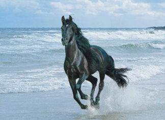 “The Ultimate Guide to Four-Wheel Drive Systems”