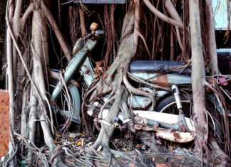 Ancient tree tightly embraces motorcycle for 25 years in Binh Duong
