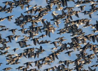 The Deadliest Bird Threat to Aviation