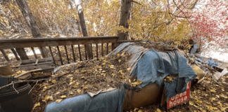 1990 Porsche 911 Targa Discovered After 31 Years Hidden in a Pine Forest