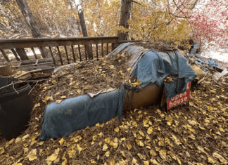 1990 Porsche 911 Targa Discovered After 31 Years Hidden in a Pine Forest