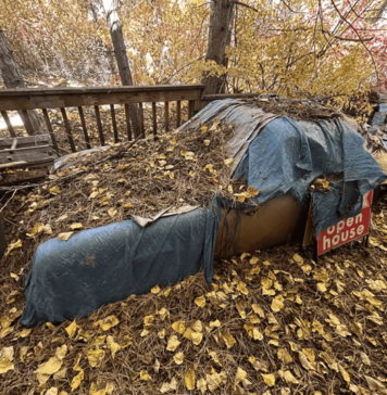 1990 Porsche 911 Targa Discovered After 31 Years Hidden in a Pine Forest